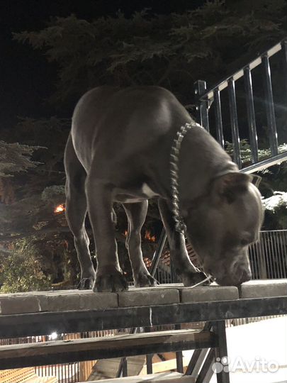 Американский булли XL, амбулли для вязки