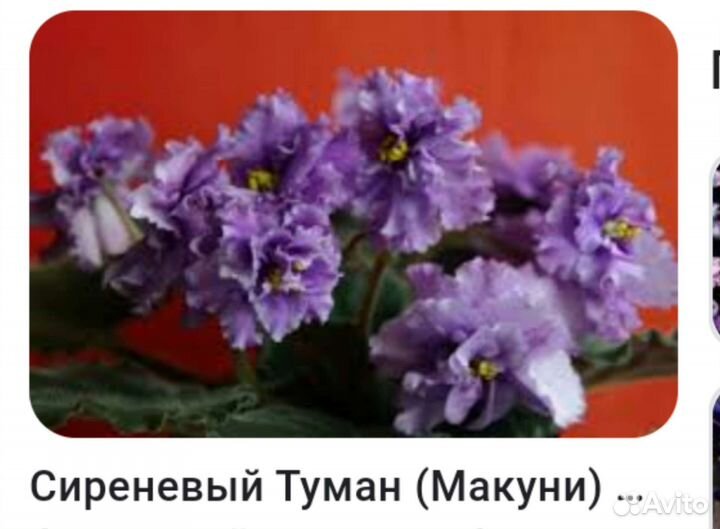 Фиалка сортовая сиреневый туман