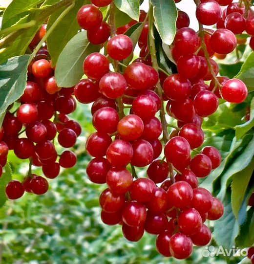 Черемуха красная и чёрная