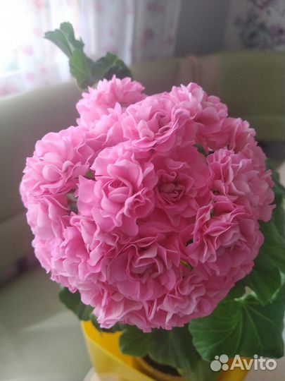 Пеларгония сортовая (герань)