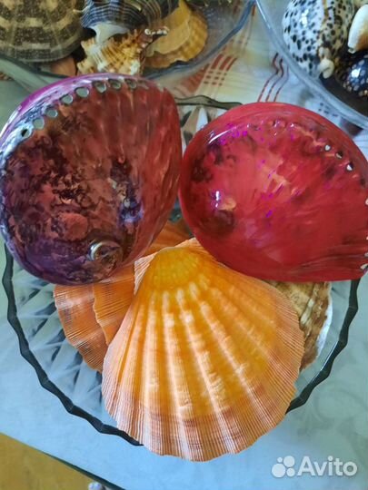 Ракушки, морские раковины