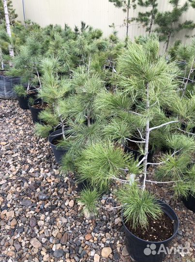 Саженцы сибирского кедра