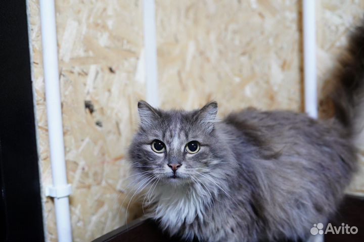 Сибирская кошка