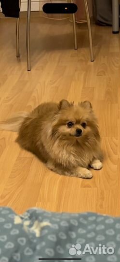 Кобель для вязки шпиц