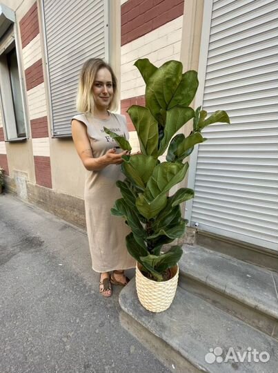 Фикус лирата 130см