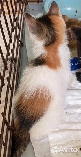Котенок в добрые руки