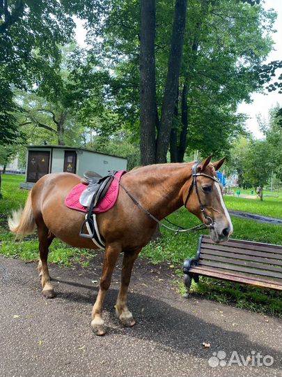 Прогулки на лошадях