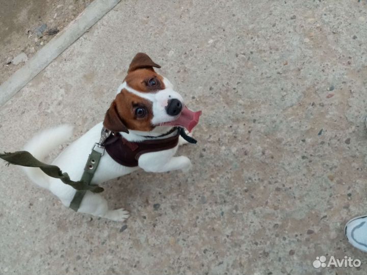 Джек Рассел терьер