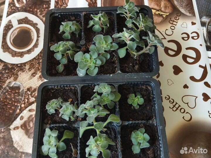 Аихризон. Комнатные растения. Семейное дерево