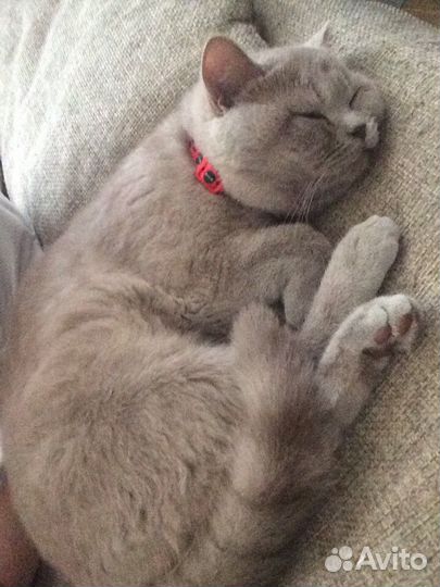 Британец на вязку