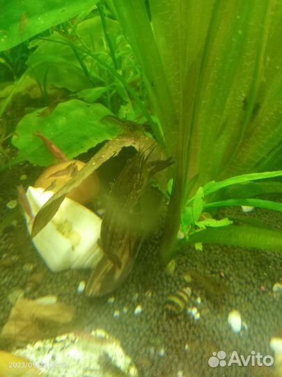 Раки средние маленькие