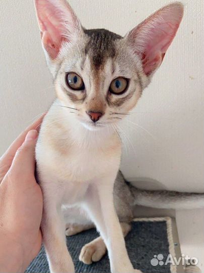 Абики окрас black silver со всеми документами