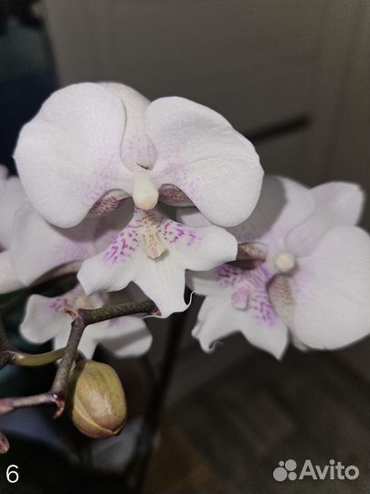 Орхидея фаленопсис на восстановление