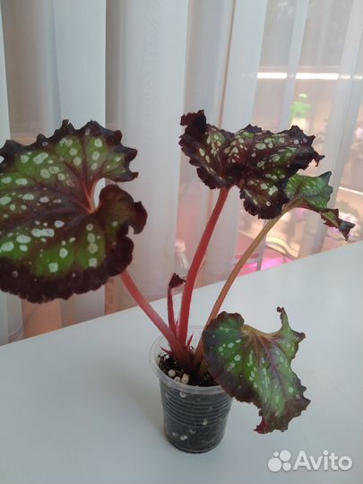 Бегония LeRex Ловец снов