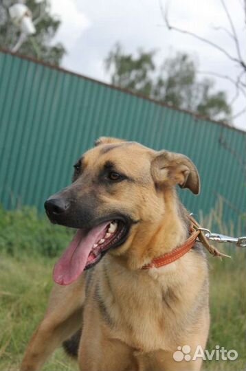 Молодой Лео давно сидит в заточении