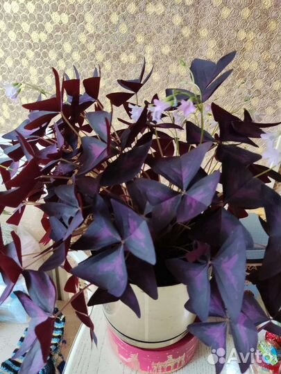 Комнатные цветы разные в горшках