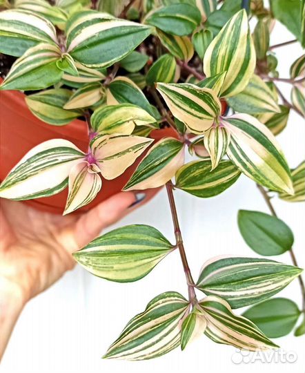 Традесканция и другие коммелиновые 58 сортов