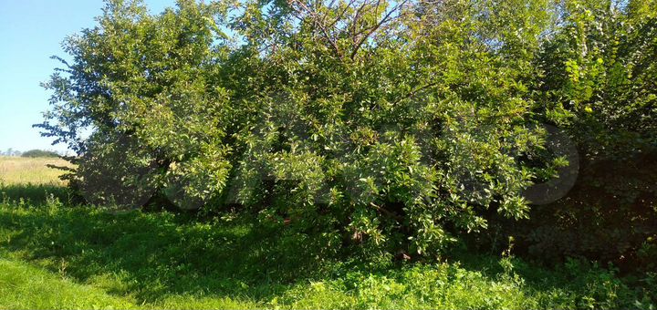 Участок 60 сот. (ИЖС)