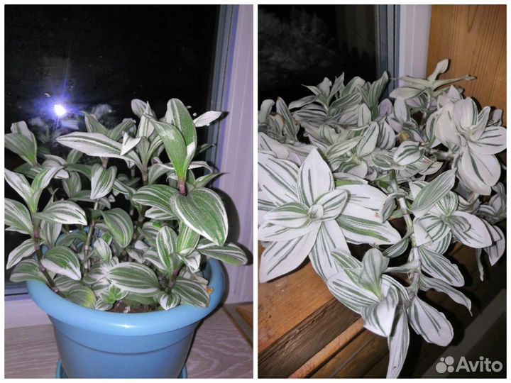 Альбифлора