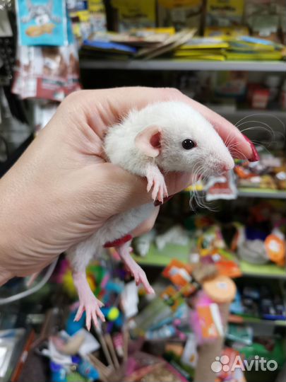 Крыса дамбо (крысята)