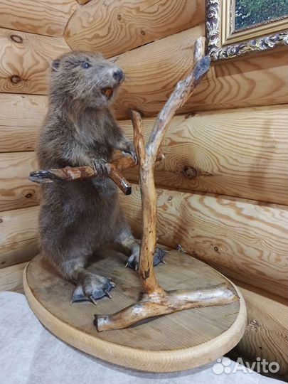 Чучела животных