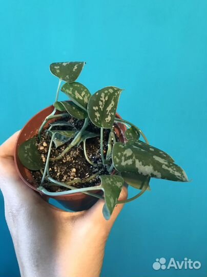 Эпипремнум Голден дрэгон Golden Dragon и другие