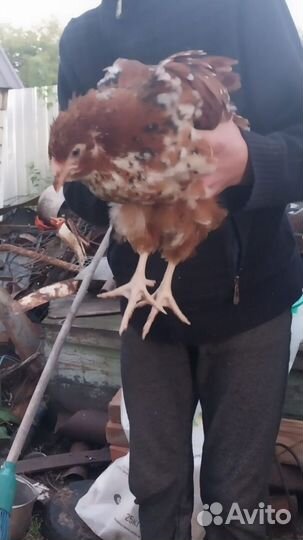 Куры Гуси Утки Бройлер