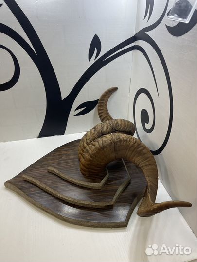 Рога горного козла витые