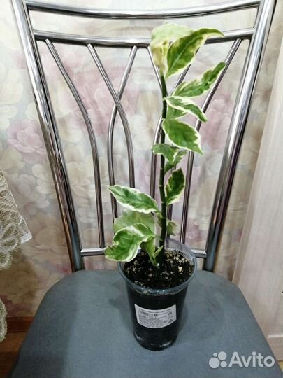 Педилантус