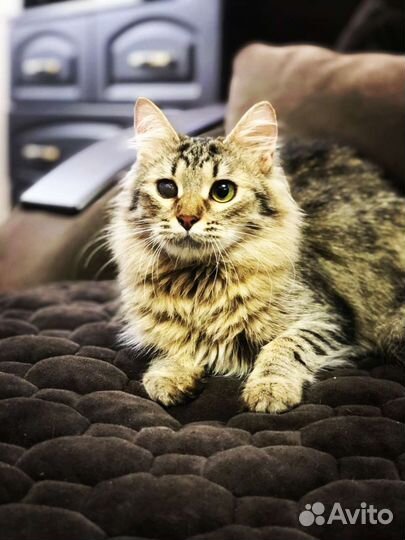 Котенок 5 месяцев