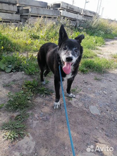 Кобель Гриша в хорошие руки бесплатно