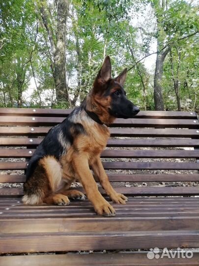 Щенок овчарки