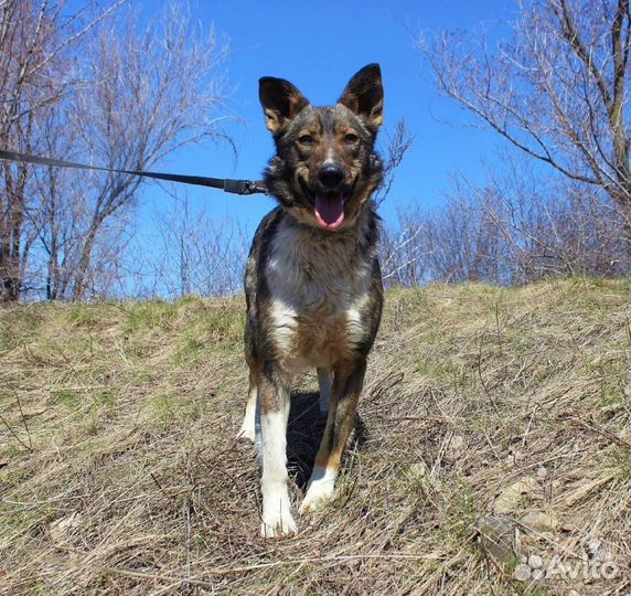 Собака Бэлла