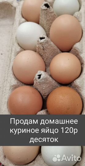 Куры цыплята