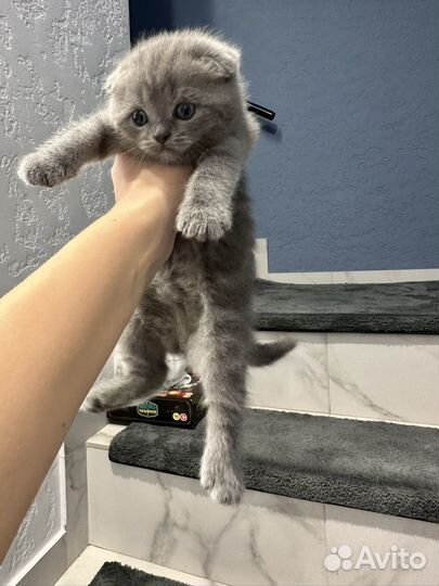 Котята британцы