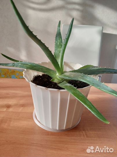 Алоэ вера лечебный