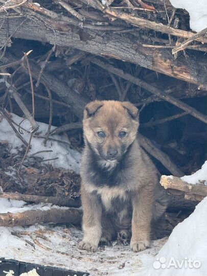 Щенок в добрые руки бесплатно