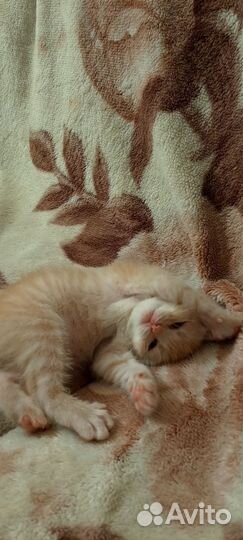 Шотландская