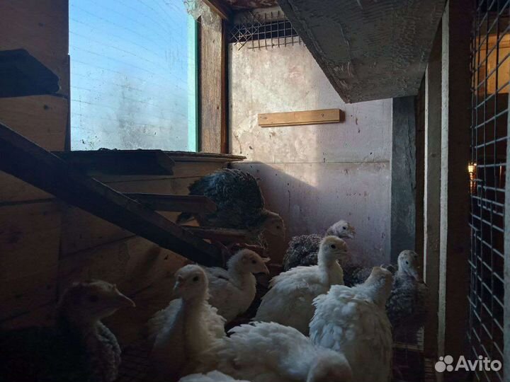 Индюшата подрощенные