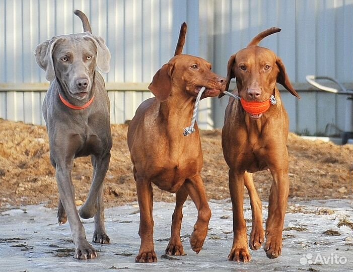 Передержка собак мелких и средних пород