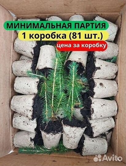 Сеянцы сосны обыкновенной зкс