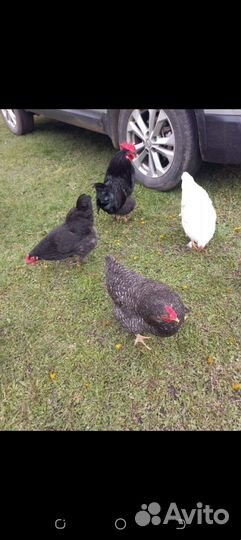 Куры молодки несушки