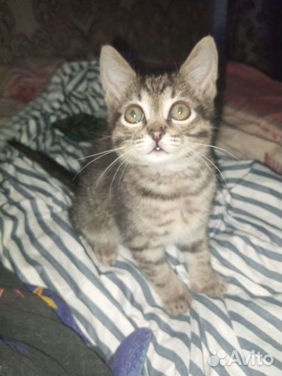 Отдам в хорошие руки