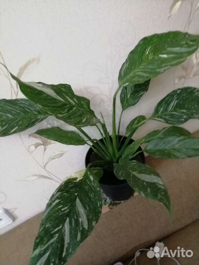 Спатифиллум