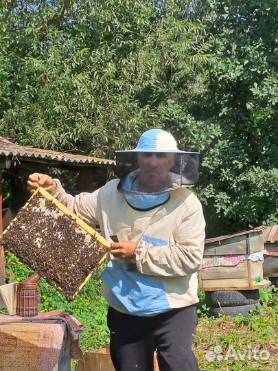 Мед с Алтая