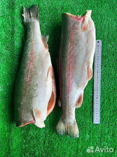 Форель Турция 1.4-1.8