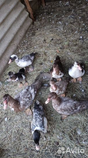 Мускусные утки тяжелые линии