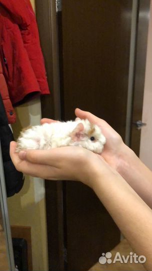 Морская свинка девочки (продаем вместе )