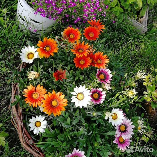 Лобелия, астра, хоста