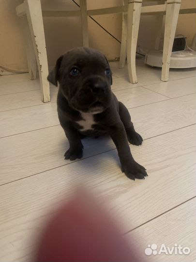 Щенки Кане Корсо